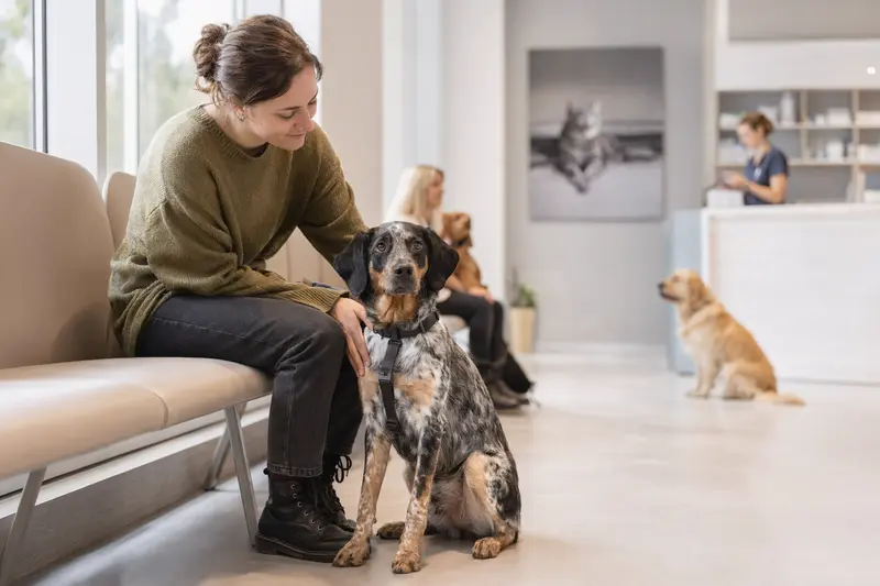 Ein Kretischer Spürhund sitzt ruhig neben seinem Besitzer im hellen Wartezimmer einer modernen Tierarztpraxis.